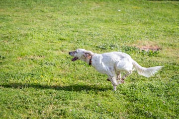 english setter running on a park