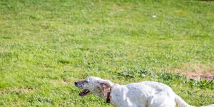 english setter running on a park