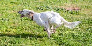 english setter running on a park