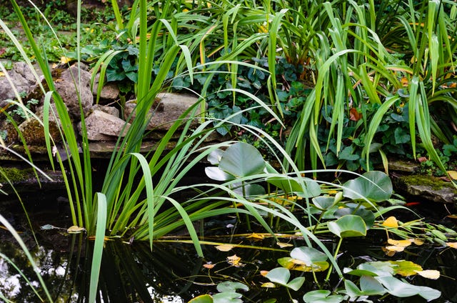 How To Create Your Own Garden Pond — Pond Habitats