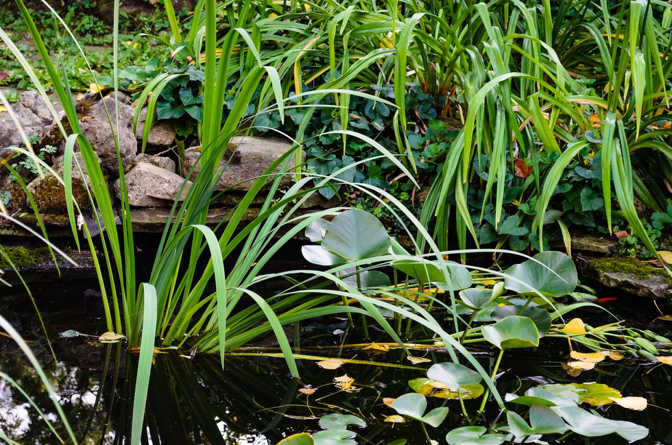 English style backyard fish pond