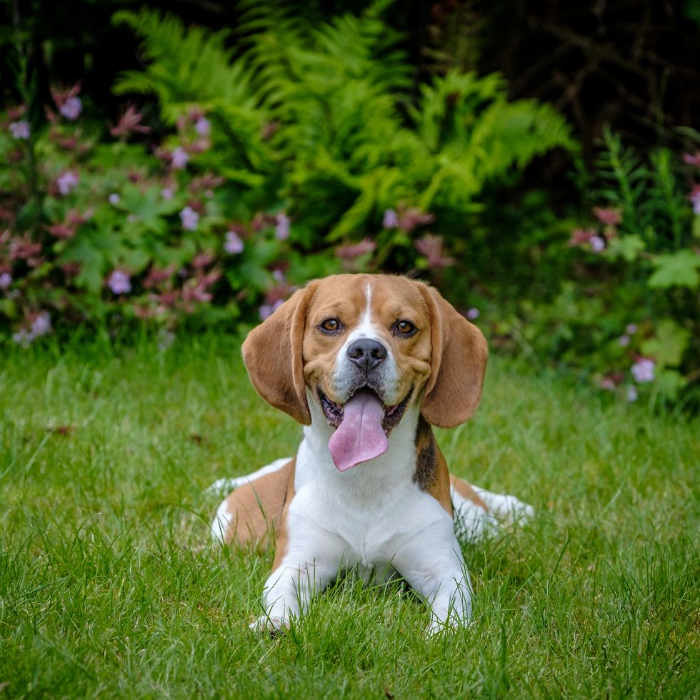 dogs that can be left alone english foxhound