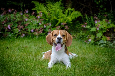razas perro solos en casa foxhound inglés