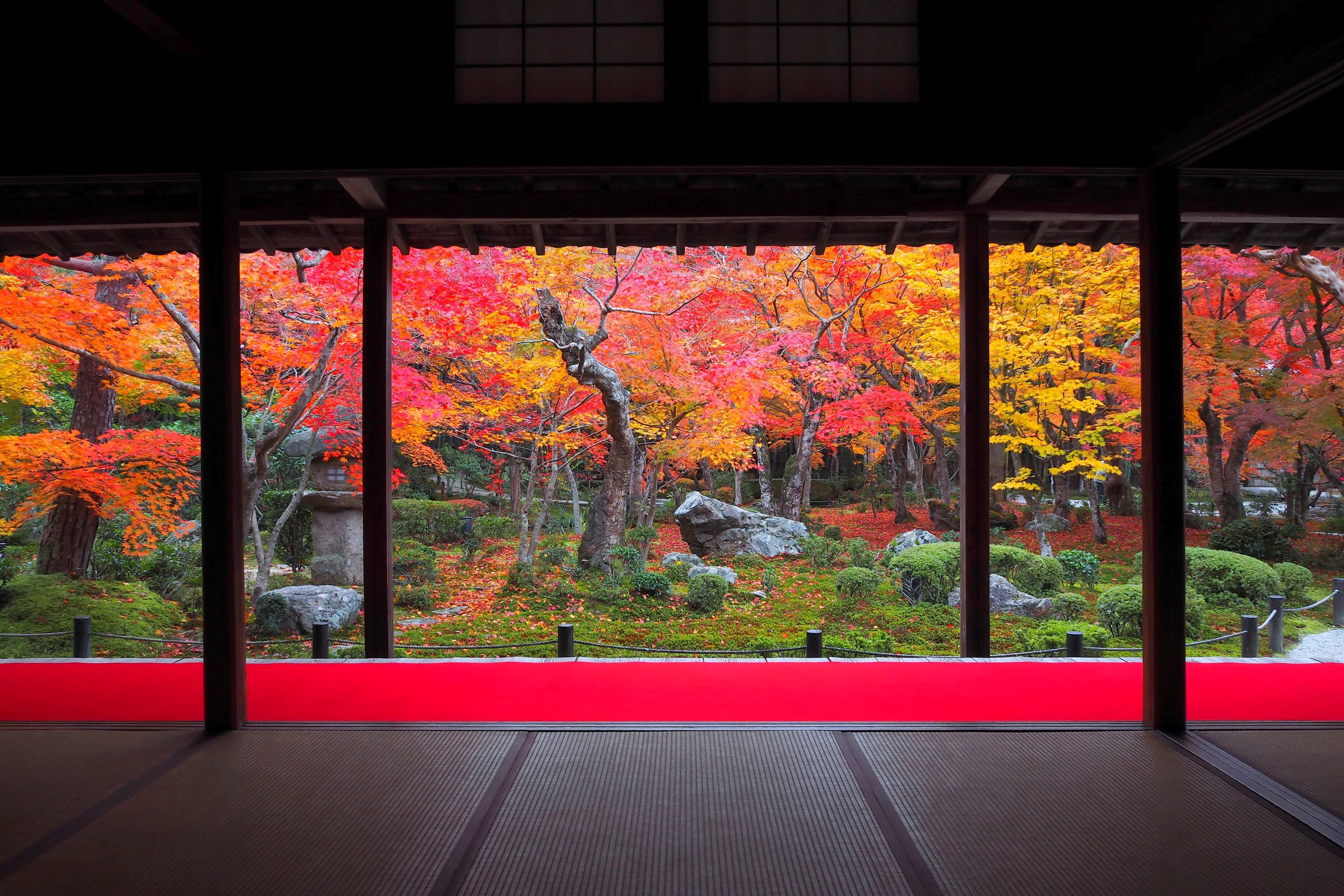 京都の紅葉'23】一度は見ておきたい！ 京の絶景紅葉スポット11選