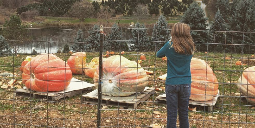 enormous pumpkins