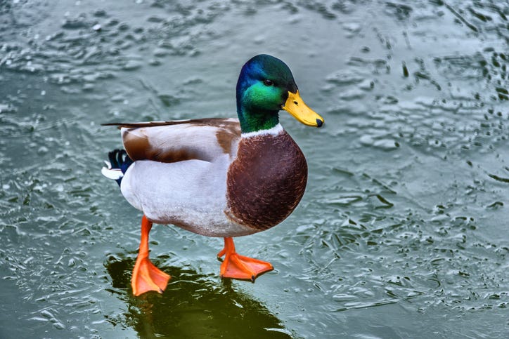 mallard duck winter