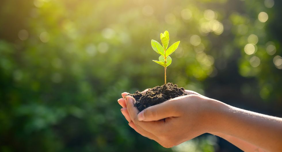 environment earth day in the hands of trees growing seedlings  bokeh green background female hand holding tree on nature field grass forest conservation concept