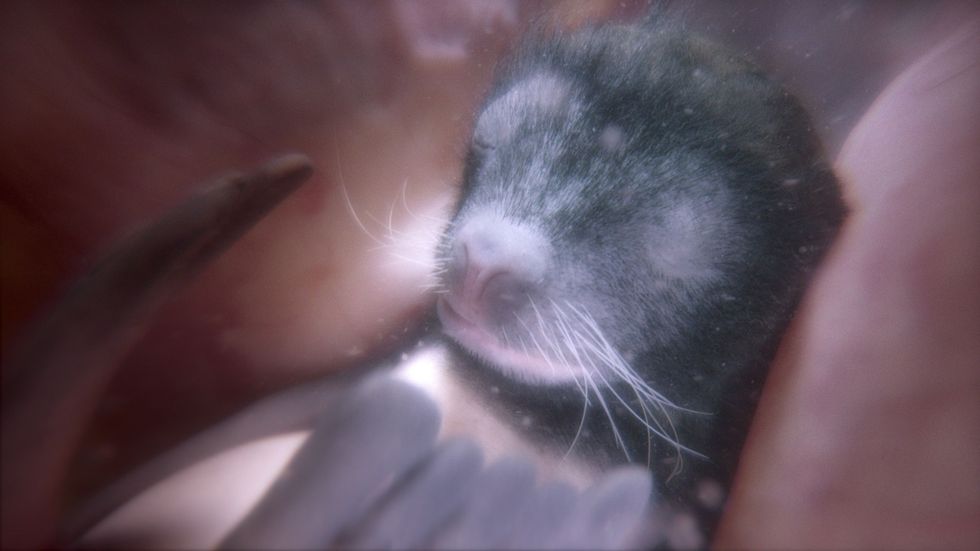In deze simulatie uit de serie Growing Up Animal is een ongeboren zeeleeuwtje in de baarmoeder te zien
