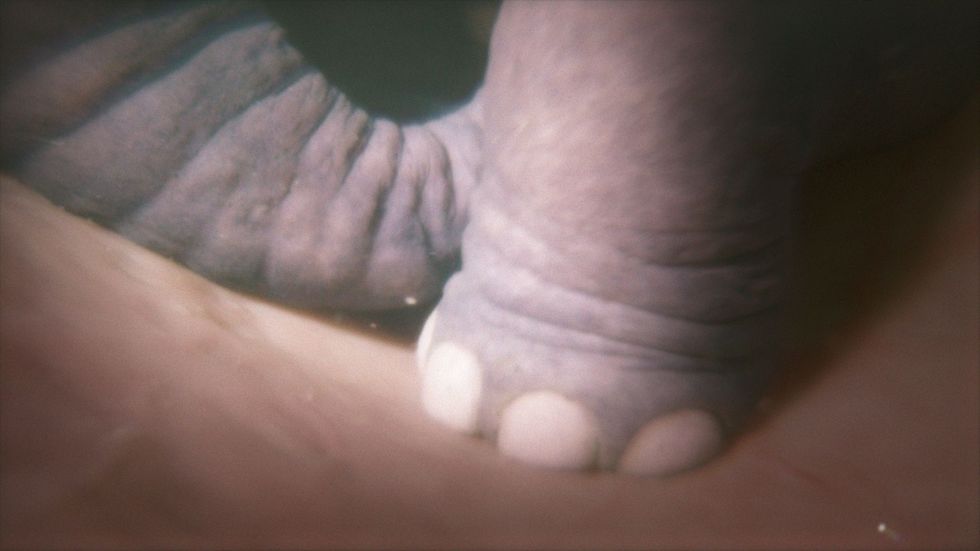 The foot of an In deze simulatie uit de serie Growing Up Animal is een voetje van een ongeboren olifantje te zienunborn elephant is shown in a simulation created for Growing Up Animal