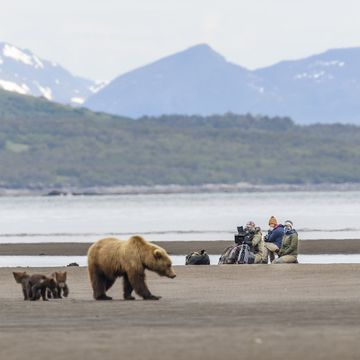 queens cinematographer and mentee erin ranney films a female brown bear and her three cubs hunting for clams on the mudflats of alaska with assistant producer alicia russo and bear safety guide teresa whipple national geographic for disneynational geographic for disneyoscar dewhurst