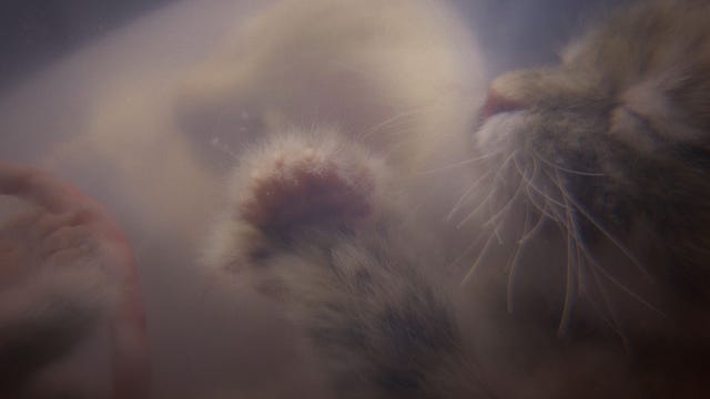 In een simulatie die speciaal werd gemaakt voor de nieuwe National Geographicserie Growing Up Animal nu op Disney is een ongeboren katje in de baarmoeder te zien Beeldhouwers vervaardigden levensechte en zeer gedetailleerde modellen van dierenbabys in 3D met inbegrip van minuscule bloedvaatjes en haarzakjes
