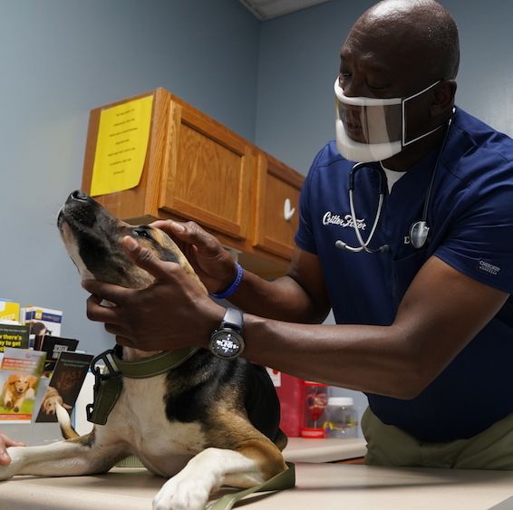 dr ferguson examines zeus, a stray dog, as the owner looks on at critter fixer veterinary hospital in bonaire, georgia national geographicalex vieira