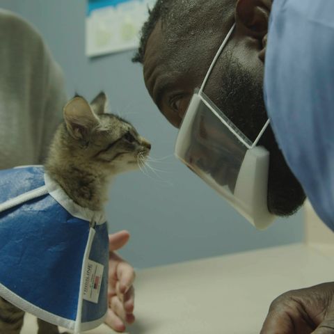 dr hodges has a chat with lewis the kitten after his leg surgery at critter fixer veterinary hospital in bonaire, georgia national geographic