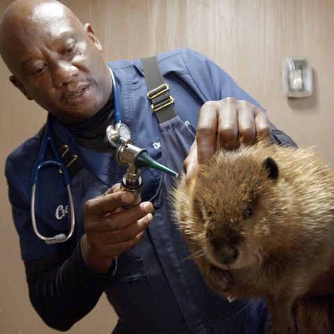 dr ferguson examines a groundhogs ear as surgery tech paul assists at local bear hollow zoo in athens, georgia national geographic