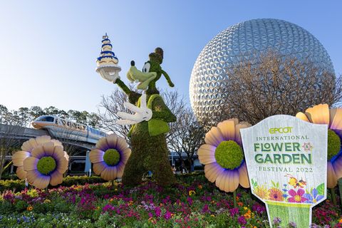 a perennial guest favorite springtime event at walt disney world resort is now bursting with fragrant blossoms, seasonally inspired flavors and lively entertainment the epcot international flower  garden festival runs march 2 through july 4, 2022, cultivating fresh experiences for the entire family as part of the “the world’s most magical celebration” honoring the walt disney world resort 50th anniversary the park wide event features fun for the whole family inspired by the season, from spectacular disney character topiaries to lush gardens to fresh flavors from outdoor kitchens and more courtney kiefer, photographer