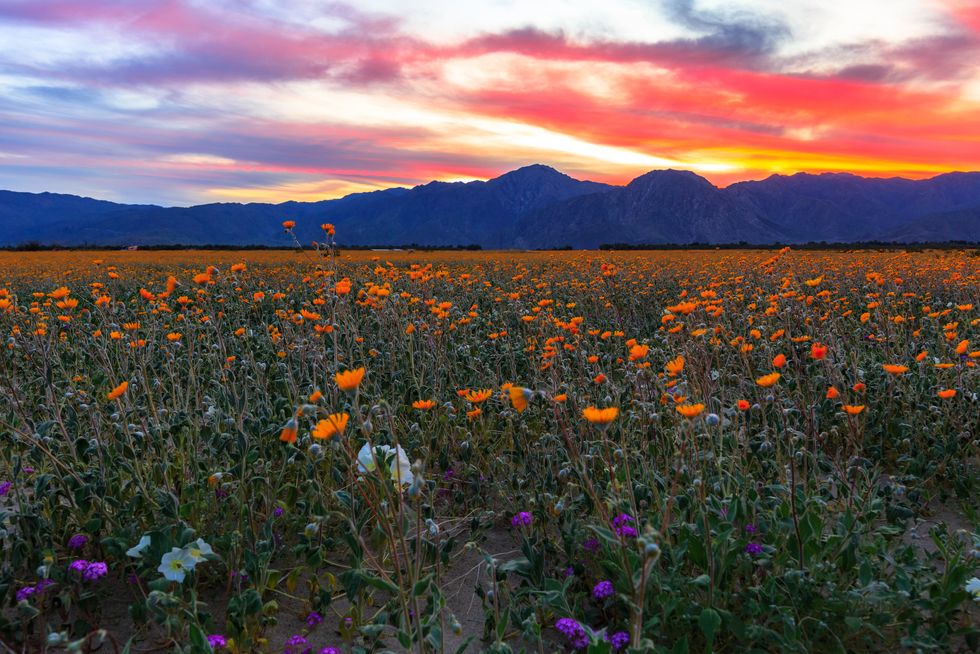 small california towns borrego springs epic colorful sunset above anza borrego desert wildflowers