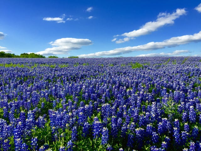 7 of the Best Spots to See Texas Hill Country's Bluebonnets