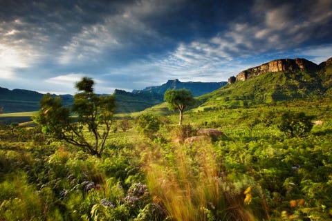Reden om te gaan je bent een geoefende trekker hebt ervaring met reizen in Afrika en bent op zoek naar een lange trektocht door afgelegen gebieden waarbij je de begeleiding van een gids nodig hebtOntdek de hoogste bergketen van ZuidAfrika op deze trektocht door de bergketen Drakensbergen met als bekroning het Amfitheater een verbluffende rotswand die zich op een hoogte van ruim 1200 meter over een afstand van bijna vijf kilometer uitstrekt De Zoeloes noemden deze bergketen op de grens tussen ZuidAfrika en oostelijk Lesotho barrire van speren een passende omschrijving voor de scherpe rotspieken die werden gevormd uit vulkanische basalt dat uit oeroud afzettingsgesteente omhoog werd gestuwdBegin je avontuur met de beklimming van een reeks stalen ladders naar de 3283 meter hoge MontauxSources die deel uitmaakt van het plateau waar je ook de Tugelawaterval kunt bewonderen de op n na hoogste waterval ter wereld en de hoogste van Afrika die zich in een reeks van vijf cascades over de basaltwand van het Amfitheater bijna duizend meter in de diepte stort De route volgt het plateau en loopt af en toe vlak langs de rand van de rotswand waar je ruimschoots de kans krijgt om met ontzag uit te kijken over een weids landschap van grillige rotsformaties kammen en kloven Je kunt tot ver over het ZuidAfrikaanse graslandschap van de provincie KwaZuluNatal uitkijken helemaal tot aan het door ZuidAfrika omsloten koninkrijkje Lesotho Na dit hoogtepunt loopt het pad naar beneden en slingert zich langs watervallen en over rivieren om uit te monden bij het Cathedral Peak Hotel waar het avontuur eindigt