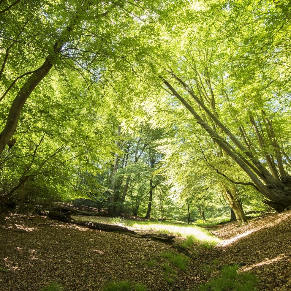 a dip in the trail in epping forest makes the trees bend in towards the centre of the image bright sunlight coming through the canopy give it a vibrant edge