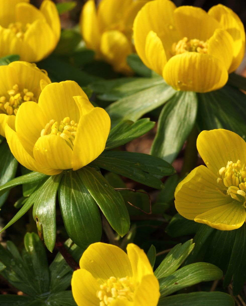 Bulbs for planting aconite in fall and winter