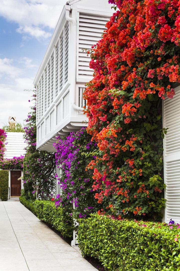 bougainvillea plant colors