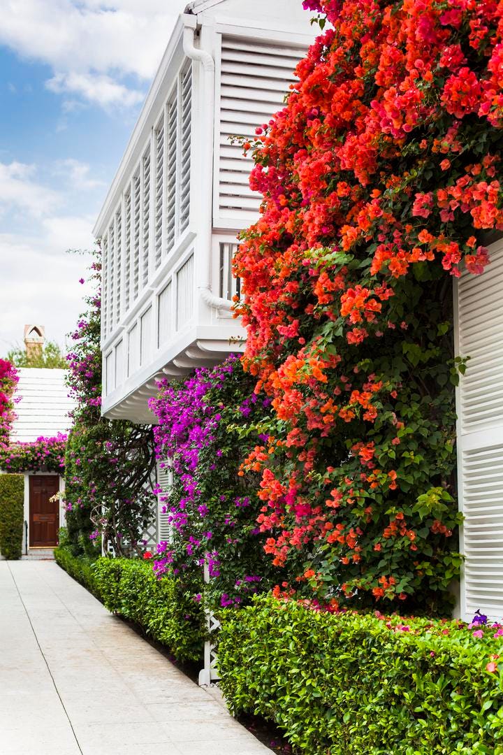 How to Grow and Care for Bougainʋillea So It Thriʋes