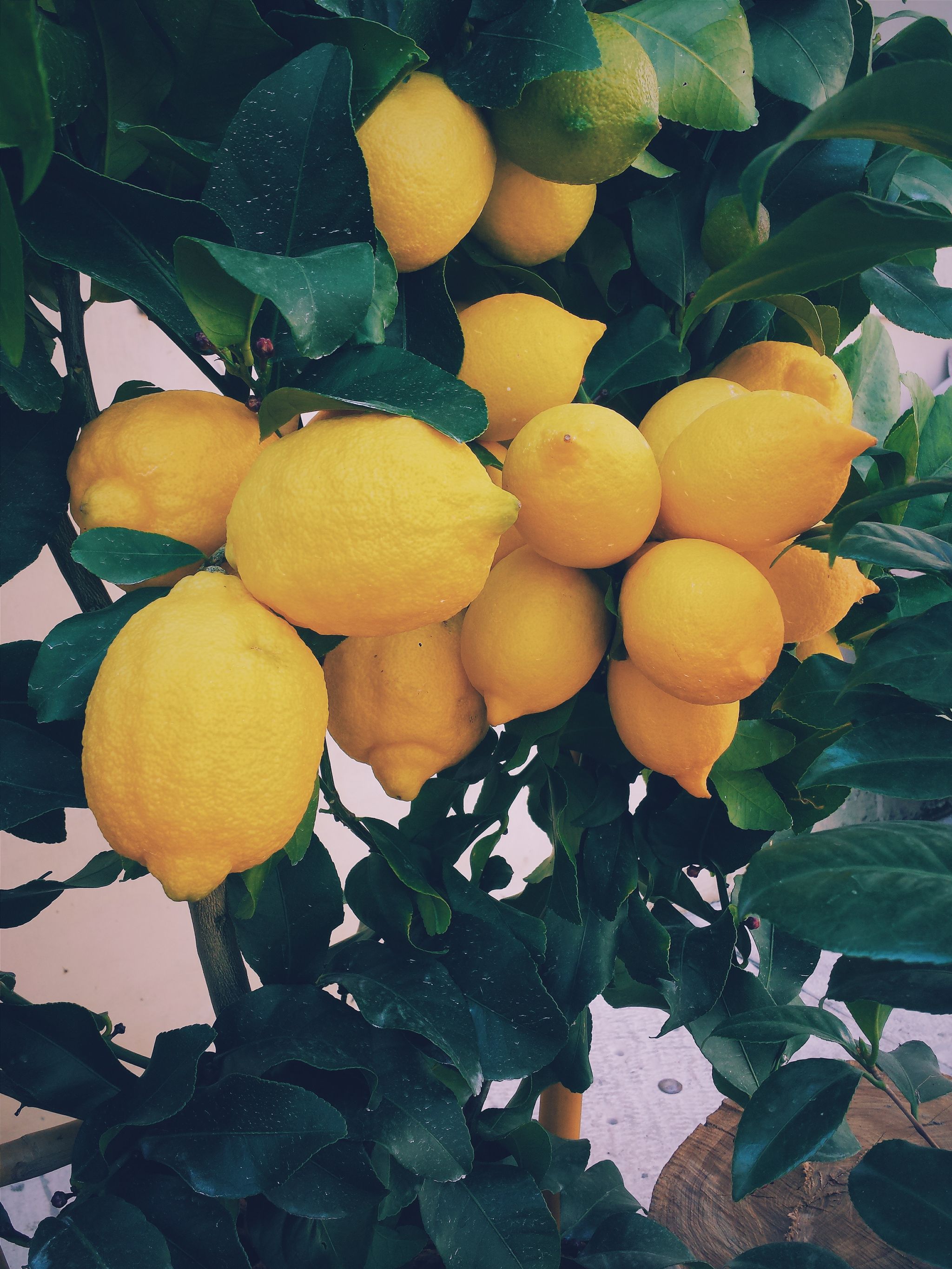 Citrus, Fruit tree, Grapefruit, Plant, Orange, Fruit, Yellow, Citron, Meyer lemon, Lemon, 