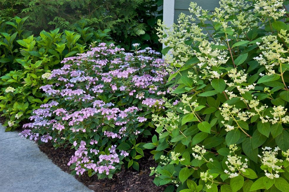 hydrangea serrata tiny tuff stuff