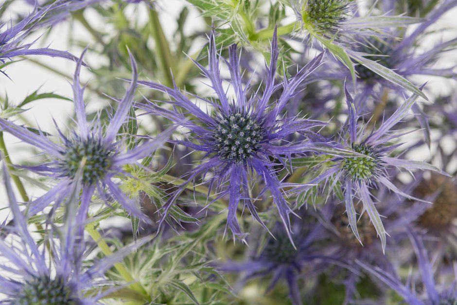 Eryngium 'Blue Waves’ - Chelsea Flower Show - plant of the year 2018 runner up