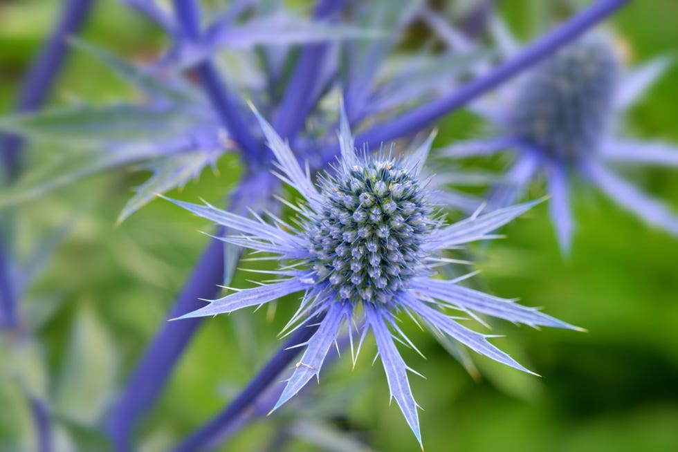 20 Blue Flowers for Gardens - Perennials & Annuals With Blue Blossoms