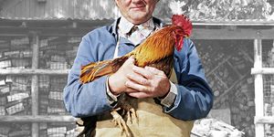 Chicken, Rooster, Galliformes, Comb, Bird, Poultry, 
