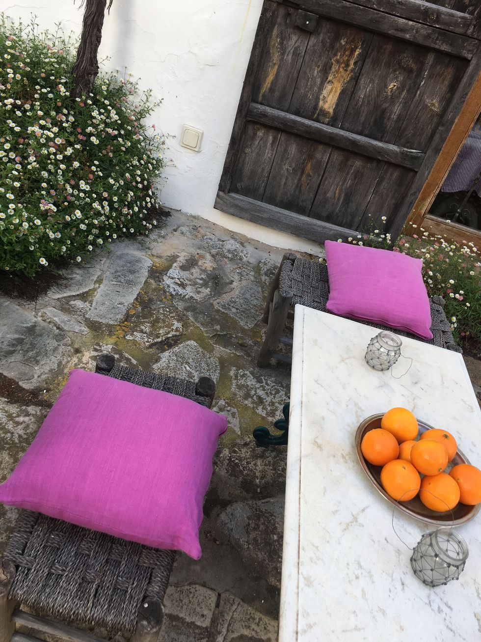 Pink, Purple, Orange, Magenta, Table, Furniture, Plant, 