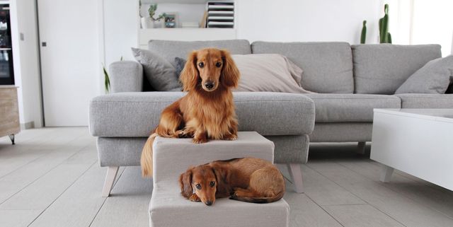 Escaleras y rampas para hacerle la vida más fácil a tu perro