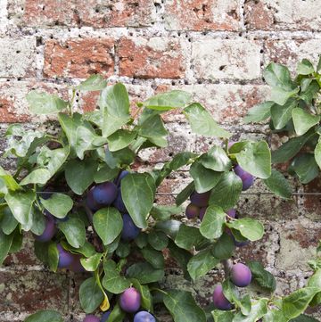 espalier tree with victoria plums