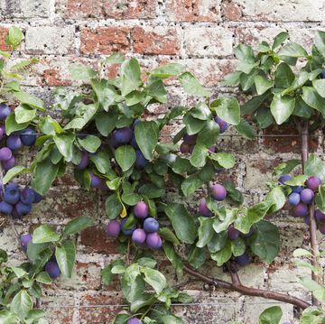 how to espalier trees