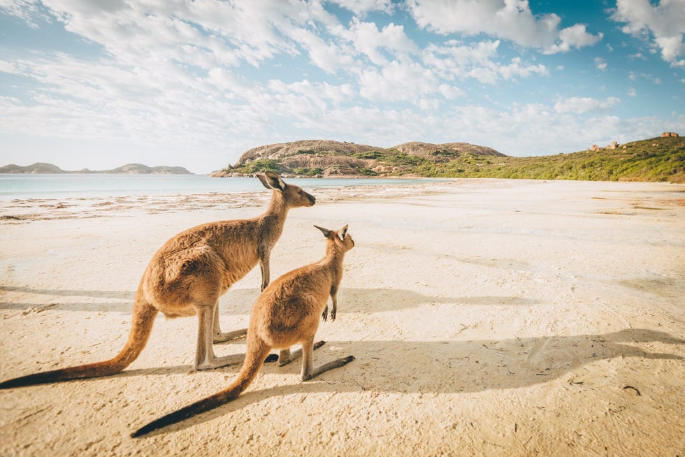 esperance beach kangaroos