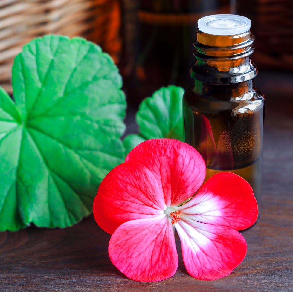 Essential geranium oil