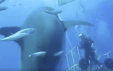 Este es el tiburón blanco más grande del mundo