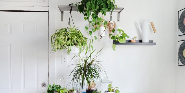 plantas resistentes decorar la casa