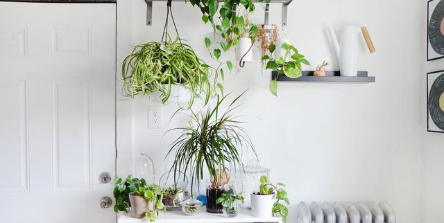 plantas resistentes decorar la casa