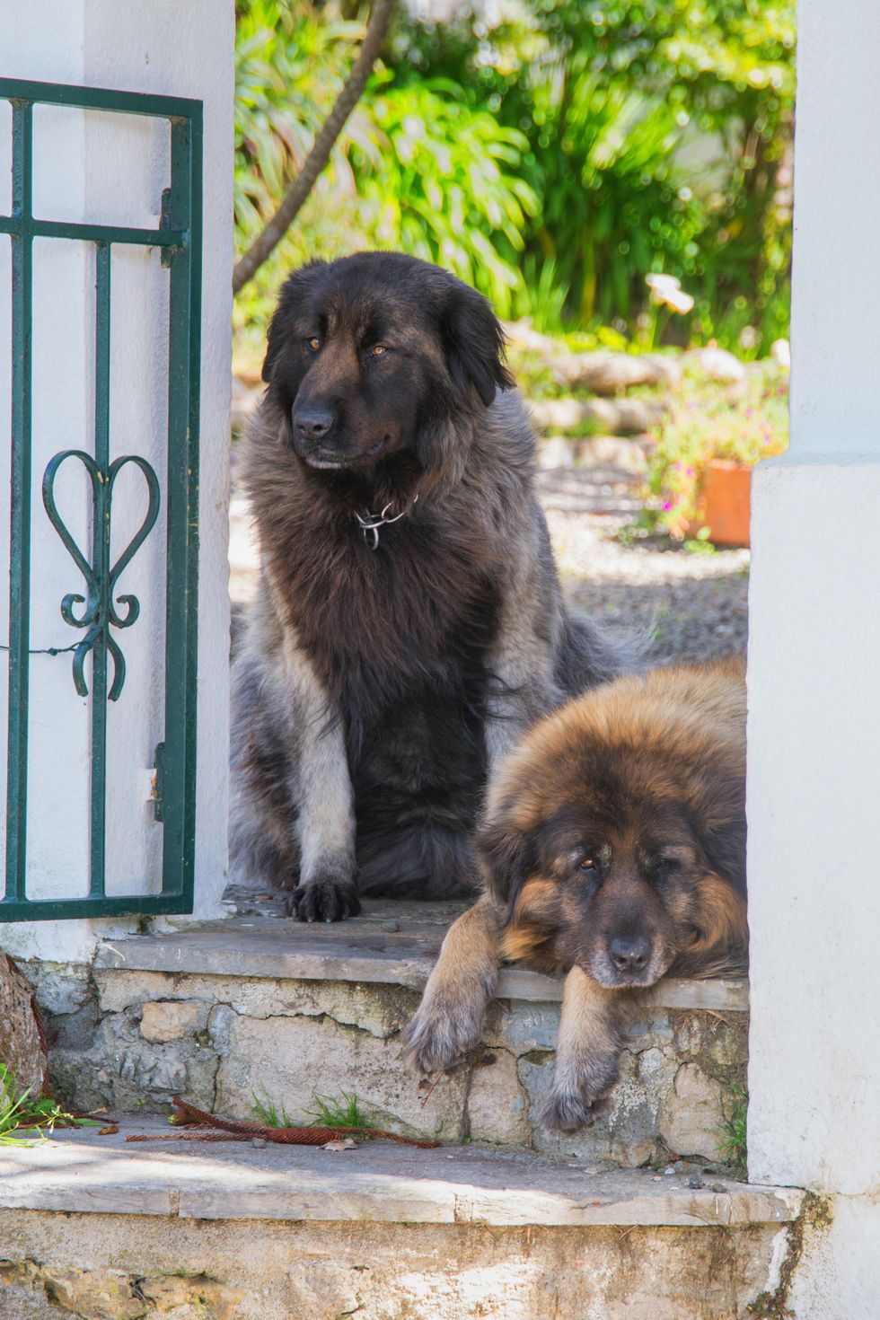 perro de montaña estrella - los mejores perros guardianes