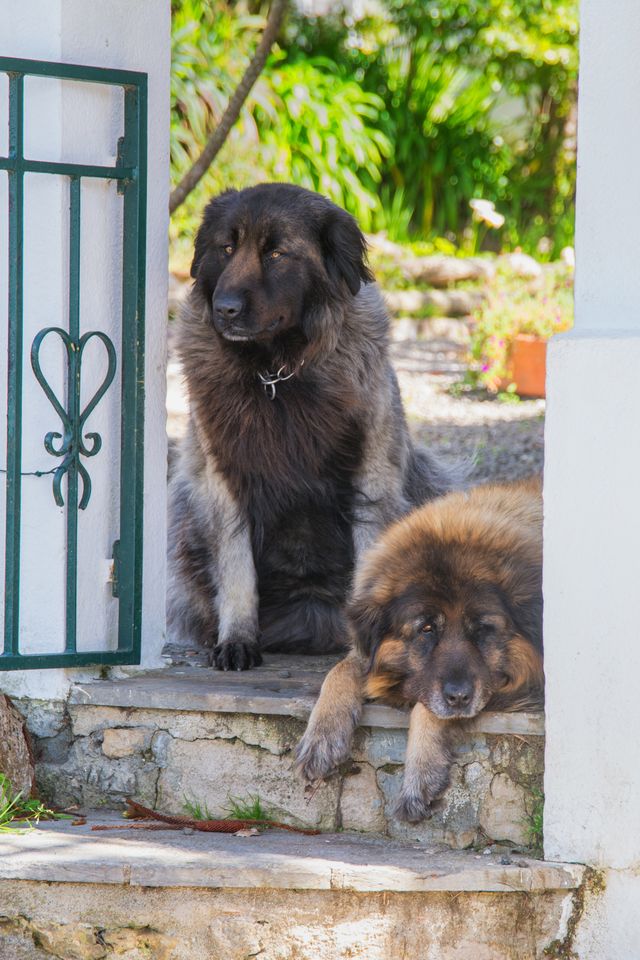 estrela mountain dog - best guard dogs