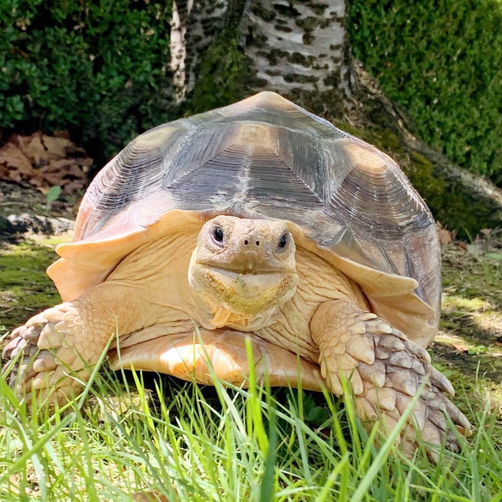 ethel the glamour tort - animals to follow on instagram