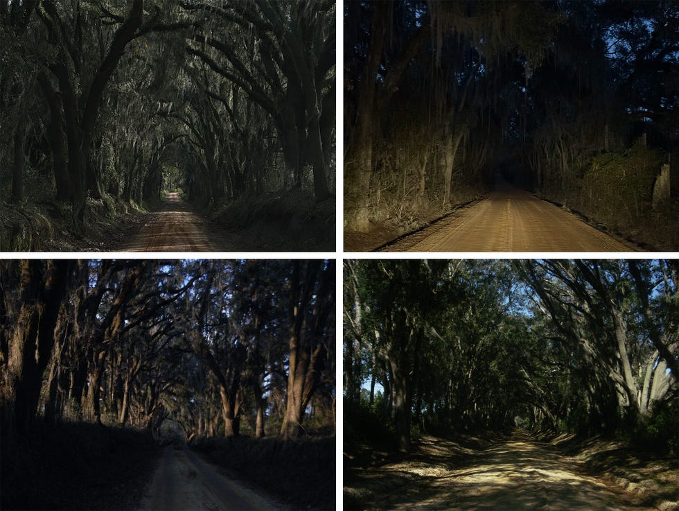 southern live oaks in an image from a photo essay titled quercus virginiana
