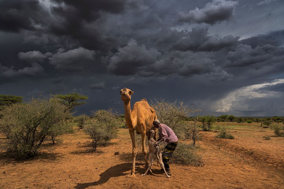 In een dorpje nabij de grens met Somaliland in de Hoorn van Afrika helpt Ahmed Ibrahim Yousef 75 een kamelenkalf bij het zogen De moederkameel is ondervoed en uitgedroogd