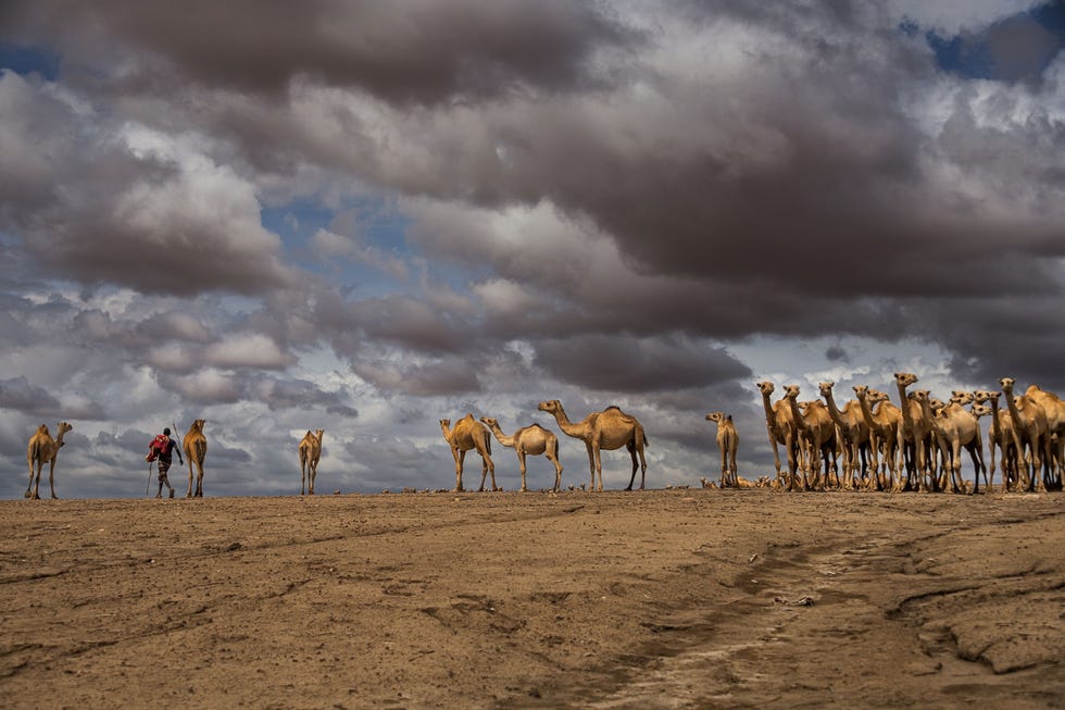 Nadat ze geruchten over regenval in de buurt van de grens met Somali hadden vernomen zijn deze kamelenherders twaalf dagen lang tevergeefs op zoek geweest naar vers grasland waarna ze de twaalf dagen durende terugreis ondernamen om hun dieren met water uit deze put nabij hun dorp te drenken