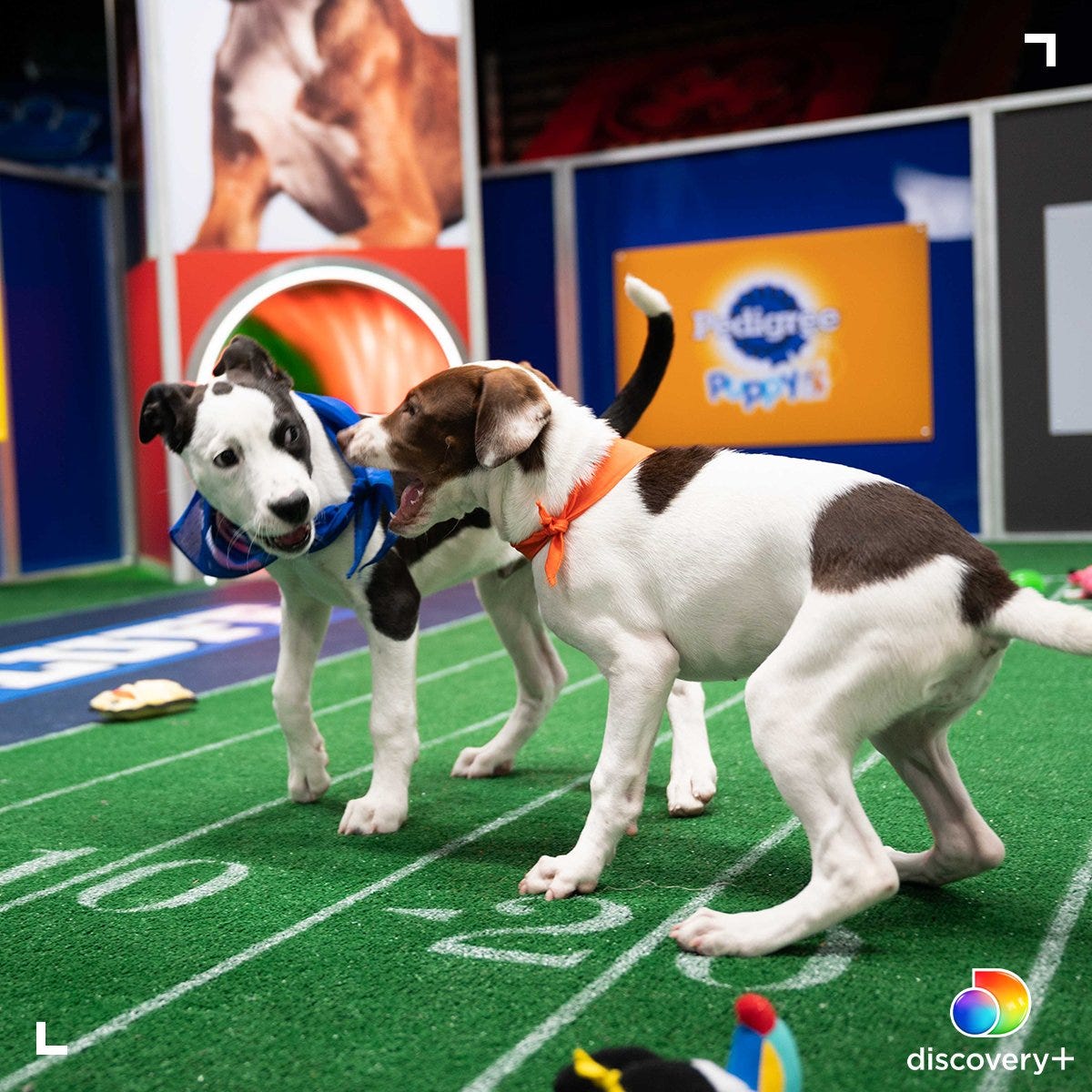 How to watch and stream Puppy Bowl Presents: The Dog Games - 2021 on Roku