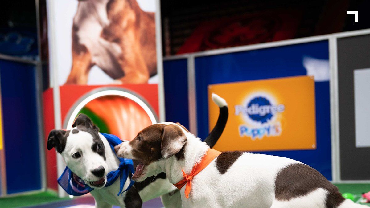 How To Watch The 2021 Puppy Bowl - Streaming, Times, Details
