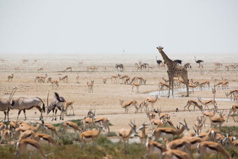 Etosha National Park, Namibia ETOSHA NATIONAL PARK NAMIBIHet kost weinig moeite om indrukwekkende wilde dieren te zien in Etosha National Park dankzij de vele waterplaatsen waar olifanten leeuwen en zebras samenkomen om hun dorst te lessen Bezoekers kunnen de dieren van dichtbij bekijken in accommodaties die variren van luxueuze kampeerterreinen tot lodges en in private wildreservaten Alles is hier gericht op toegankelijkheid zelfs gewone sedans kunnen probleemloos rondrijden op de goed onderhouden wegen in het park
