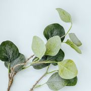 eucalyptus branches on white background, flat lay, top view